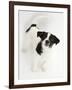 Smooth Coated Jack Russell Terrier Puppy, Black and White, 9 Weeks, Looking Up-Mark Taylor-Framed Photographic Print