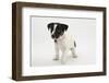 Smooth Coated Jack Russell Terrier Puppy, Black and White, 9 Weeks-Mark Taylor-Framed Photographic Print