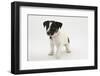Smooth Coated Jack Russell Terrier Puppy, Black and White, 9 Weeks-Mark Taylor-Framed Photographic Print