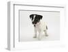 Smooth Coated Jack Russell Terrier Puppy, Black and White, 9 Weeks-Mark Taylor-Framed Photographic Print