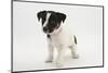 Smooth Coated Jack Russell Terrier Puppy, Black and White, 9 Weeks-Mark Taylor-Mounted Photographic Print