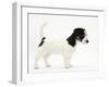 Smooth Coated Jack Russell Terrier Puppy, Black and White, Standing, 9 Weeks-Mark Taylor-Framed Photographic Print