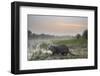 Smooth-coated otter about to enter a marsh at dawn, Dudhwa National Park, India-Ben Cranke-Framed Photographic Print