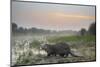 Smooth-coated otter about to enter a marsh at dawn, Dudhwa National Park, India-Ben Cranke-Mounted Photographic Print