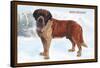 Smooth Coated Saint Bernard-null-Framed Stretched Canvas