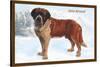 Smooth Coated Saint Bernard-null-Stretched Canvas