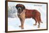 Smooth Coated Saint Bernard-null-Stretched Canvas