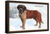 Smooth Coated Saint Bernard-null-Framed Stretched Canvas