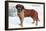 Smooth Coated Saint Bernard-null-Framed Stretched Canvas