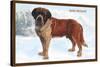 Smooth Coated Saint Bernard-null-Stretched Canvas