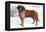 Smooth Coated Saint Bernard-null-Framed Stretched Canvas