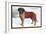 Smooth Coated Saint Bernard-null-Framed Art Print