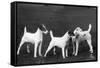 Smooth Fox Terriers-Thomas Fall-Framed Stretched Canvas