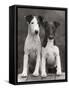 Smooth Fox Terriers-Thomas Fall-Framed Stretched Canvas