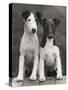 Smooth Fox Terriers-Thomas Fall-Stretched Canvas