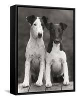 Smooth Fox Terriers-Thomas Fall-Framed Stretched Canvas