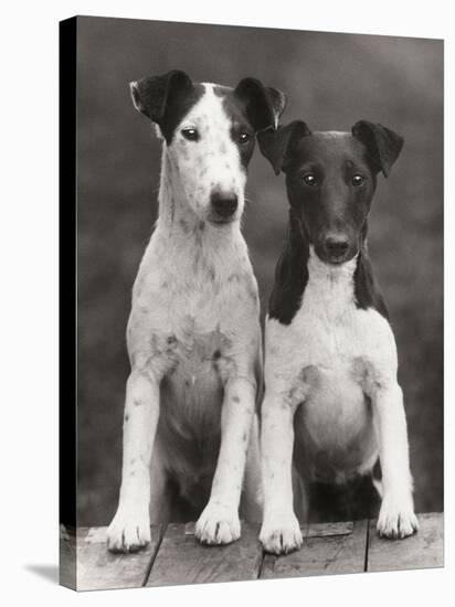 Smooth Fox Terriers-Thomas Fall-Stretched Canvas