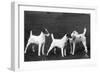 Smooth Fox Terriers-Thomas Fall-Framed Photographic Print