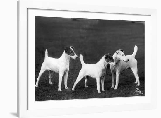 Smooth Fox Terriers-Thomas Fall-Framed Photographic Print
