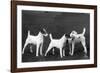 Smooth Fox Terriers-Thomas Fall-Framed Photographic Print