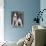 Smooth Fox Terriers-Thomas Fall-Photographic Print displayed on a wall