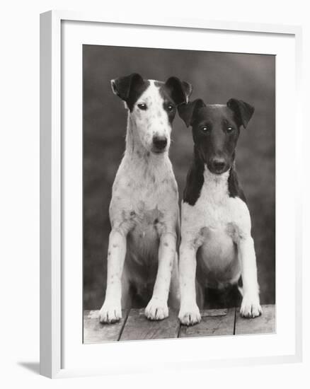 Smooth Fox Terriers-Thomas Fall-Framed Photographic Print