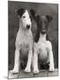 Smooth Fox Terriers-Thomas Fall-Mounted Photographic Print