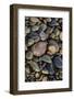 Smooth granite pebbles on beach of Lake Superior, Whitefish Point, Michigan-Adam Jones-Framed Photographic Print