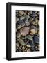 Smooth granite pebbles on beach of Lake Superior, Whitefish Point, Michigan-Adam Jones-Framed Photographic Print