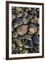 Smooth granite pebbles on beach of Lake Superior, Whitefish Point, Michigan-Adam Jones-Framed Photographic Print