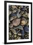 Smooth granite pebbles on beach of Lake Superior, Whitefish Point, Michigan-Adam Jones-Framed Photographic Print