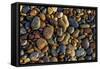 Smooth granite pebbles on beach of Lake Superior, Whitefish Point, Michigan-Adam Jones-Framed Stretched Canvas