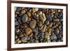 Smooth granite pebbles on beach of Lake Superior, Whitefish Point, Michigan-Adam Jones-Framed Premium Photographic Print