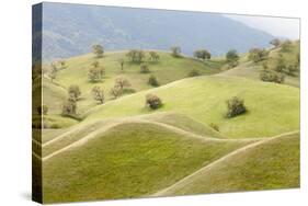 Smooth, Grassy Hills and Oak Trees, Caliente, California, USA-Jaynes Gallery-Stretched Canvas