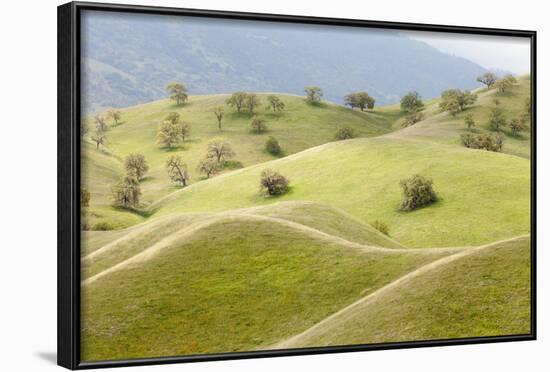 Smooth, Grassy Hills and Oak Trees, Caliente, California, USA-Jaynes Gallery-Framed Photographic Print