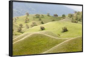 Smooth, Grassy Hills and Oak Trees, Caliente, California, USA-Jaynes Gallery-Framed Photographic Print