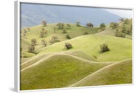 Smooth, Grassy Hills and Oak Trees, Caliente, California, USA-Jaynes Gallery-Framed Photographic Print