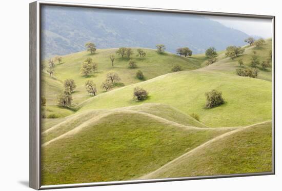 Smooth, Grassy Hills and Oak Trees, Caliente, California, USA-Jaynes Gallery-Framed Photographic Print