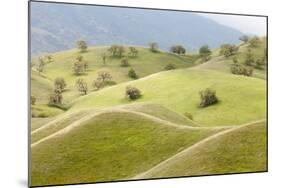Smooth, Grassy Hills and Oak Trees, Caliente, California, USA-Jaynes Gallery-Mounted Photographic Print