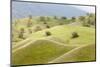 Smooth, Grassy Hills and Oak Trees, Caliente, California, USA-Jaynes Gallery-Mounted Photographic Print