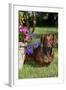 Smooth-Hair Dachshund on Grass by Flower Planter, Monroe, Connecticut-Lynn M^ Stone-Framed Photographic Print