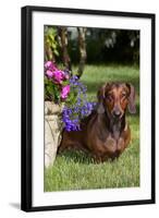 Smooth-Hair Dachshund on Grass by Flower Planter, Monroe, Connecticut-Lynn M^ Stone-Framed Photographic Print