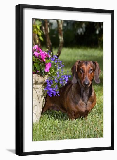 Smooth-Hair Dachshund on Grass by Flower Planter, Monroe, Connecticut-Lynn M^ Stone-Framed Photographic Print