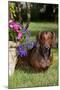 Smooth-Hair Dachshund on Grass by Flower Planter, Monroe, Connecticut-Lynn M^ Stone-Mounted Photographic Print