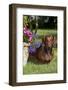 Smooth-Hair Dachshund on Grass by Flower Planter, Monroe, Connecticut-Lynn M^ Stone-Framed Photographic Print