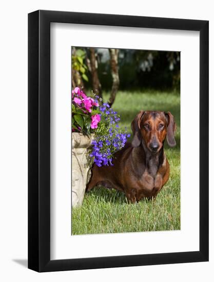 Smooth-Hair Dachshund on Grass by Flower Planter, Monroe, Connecticut-Lynn M^ Stone-Framed Photographic Print