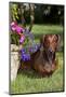 Smooth-Hair Dachshund on Grass by Flower Planter, Monroe, Connecticut-Lynn M^ Stone-Mounted Photographic Print