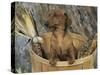 Smooth Haired Dachshund Dog (Canis Familiaris)-Lynn M. Stone-Stretched Canvas