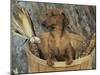 Smooth Haired Dachshund Dog (Canis Familiaris)-Lynn M. Stone-Mounted Photographic Print