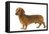 Smooth-Haired Dachshund-null-Framed Stretched Canvas